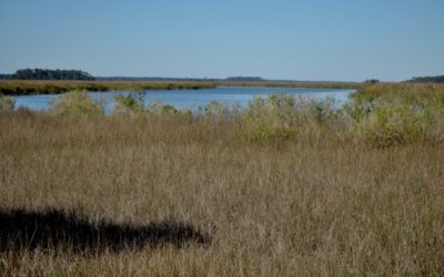 A Visit to Eagle Island