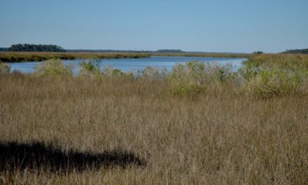 A Visit to Eagle Island