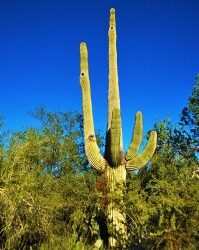 Bring It On In Tucson