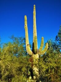 Bring It On In Tucson