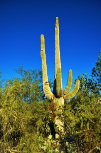 Bring It On In Tucson