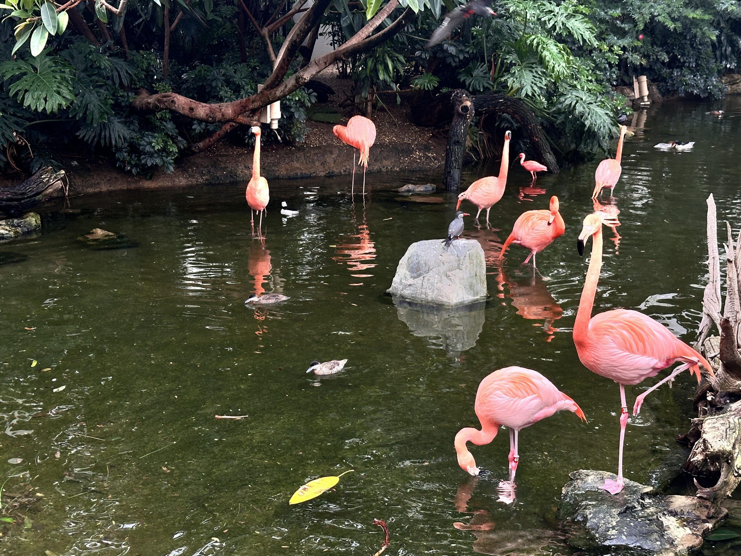 Winging it at the National Aviary in Pittsburgh
