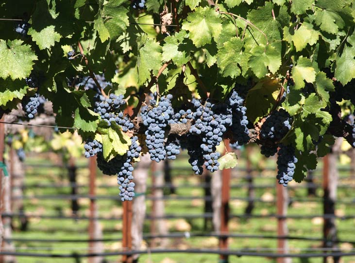 California wine grapes in Napa Valley.